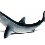 کوسه ماکو پوزه کوتاه, image