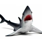 کوسه ماکو پوزه کوتاه, image 2