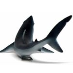 کوسه ماکو پوزه کوتاه, image 3