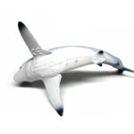 کوسه ماکو پوزه کوتاه, image 4