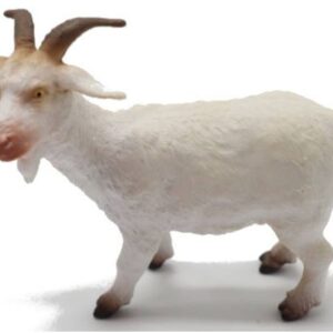 بز نر
