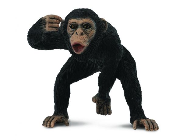 شامپانزه نر, image