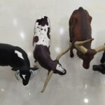 گاو شاخ بلند5- مارکاتویز