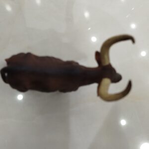 گاو نر آنکوله واتوسی – کد M4789