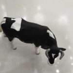 گاو نر هلشتاین - مارکاتویز
