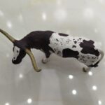 گاو شاخ بلند 1- مارکاتویز