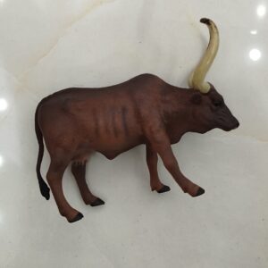 گاو ماده آنکوله واتوسی – کد M4788